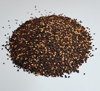 Sprouting - Mellow Microgreen Mix